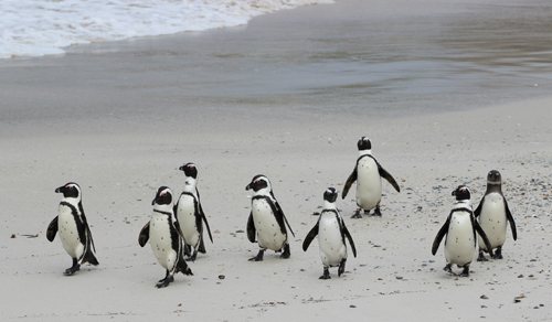 Chim cánh cụt thơ ngây lũn cũn ở trên bờ đá và dưới đại dương khu vực Mũi Hảo Vọng